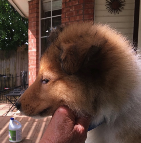 Thunder 8wk Thunder 8wk